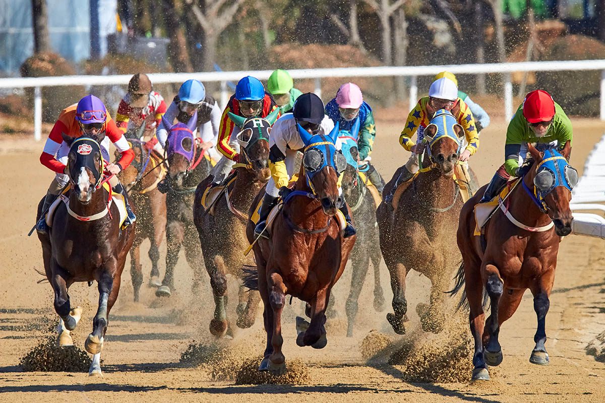 Course de chevaux à l'hippodrome