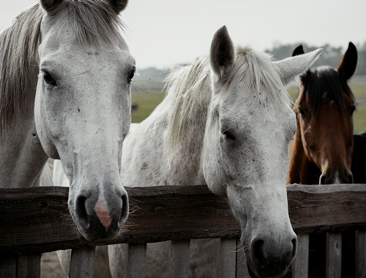 course-de-chevaux-03